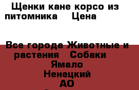 Щенки кане корсо из  питомника! › Цена ­ 65 000 - Все города Животные и растения » Собаки   . Ямало-Ненецкий АО,Салехард г.